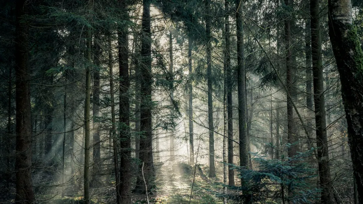 Tranquil forest scene with sunlight streaming through dense trees, creating a peaceful atmosphere.