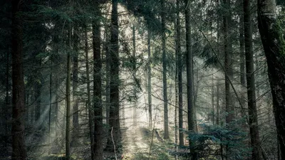Tranquil forest scene with sunlight streaming through dense trees, creating a peaceful atmosphere.