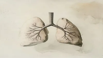 Soft watercolor illustration of human lungs.