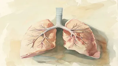 Soft watercolor illustration of human lungs.