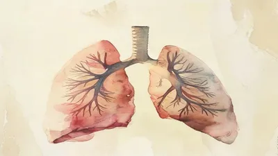 Soft watercolor illustration of human lungs.